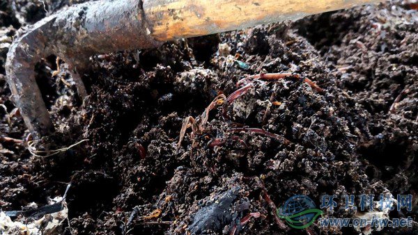 腐殖質(zhì)內(nèi)可以看到一些干垃圾，等蚯蚓吃掉所有腐殖質(zhì)，干垃圾便一覽無(wú)余